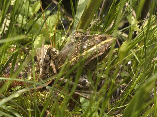 Grüner Frosch Nahsicht — Stockfoto