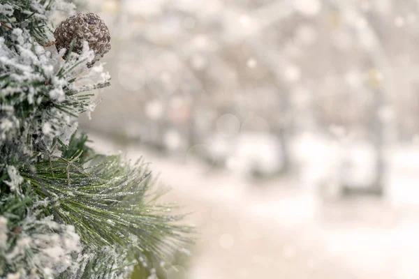 Χριστουγεννιάτικο Φόντο Κλαδιά Καλυμμένα Χιόνι — Φωτογραφία Αρχείου