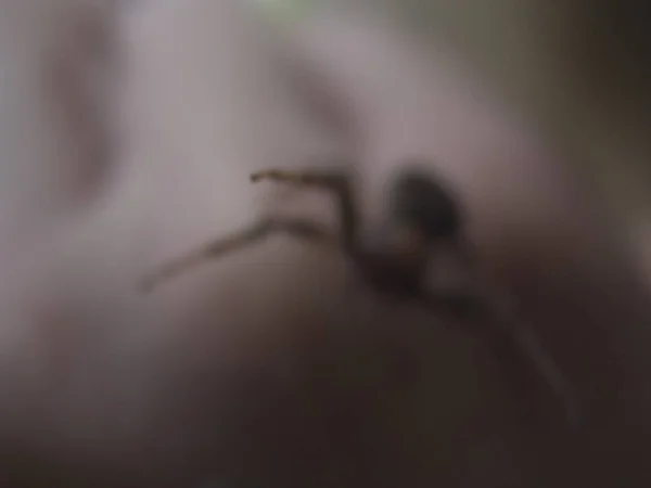 Örümcek Görünümü Kadar Yakın — Stok fotoğraf