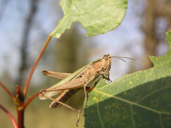 Grasshopper Vista Vicino — Foto Stock