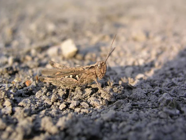 Grasshopper Vista Vicino — Foto Stock