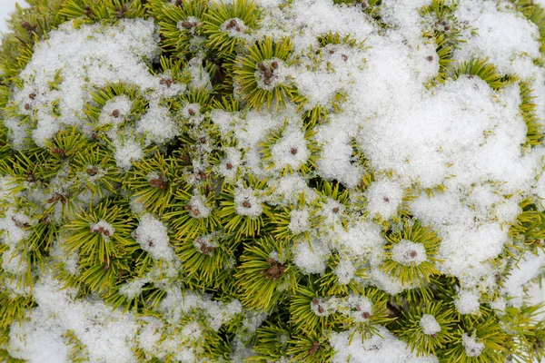 Рождественский Фон Ветки Покрытые Снегом — стоковое фото