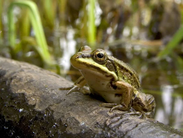 一只绿色的青蛙 近距离观察 — 图库照片