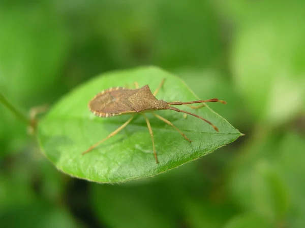 カブトムシ クローズ アップ ビュー — ストック写真