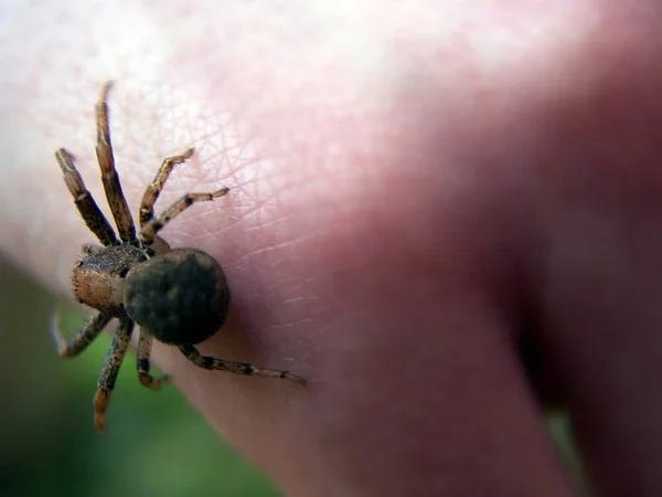 Spider Close View — Stock Photo, Image