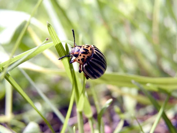 Skalbagge Närbild — Stockfoto