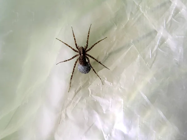 Örümcek Görünümü Kadar Yakın — Stok fotoğraf