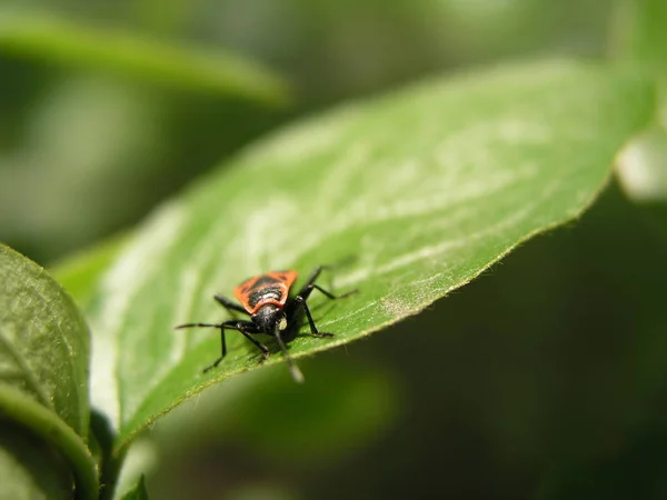Böceği Görünümü Kadar Yakın — Stok fotoğraf