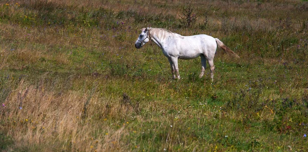 Cavalo Branco Campo Verde — Fotografia de Stock