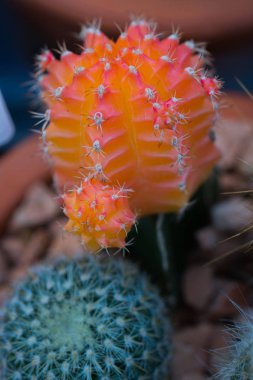 küçük dikenli kaktüs, yakın 