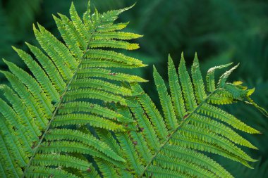 yeşil bitkilerin doku