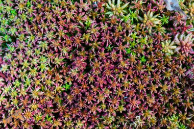 yeşil bitkilerin doku