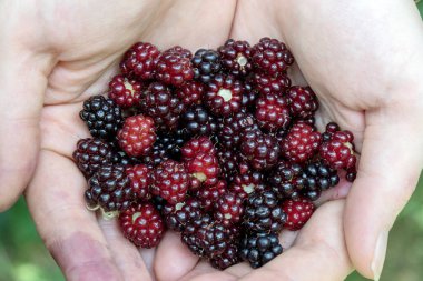 Kadının elinde olgun böğürtlen