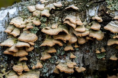 Ormandaki bir ağaç kabuğu üzerinde mantar