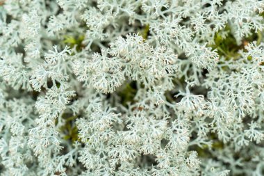 Ormanda yeşil yosun