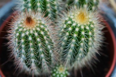 küçük dikenli kaktüs, yakın 