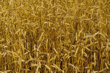 alan'ın olgun kulaklarında.