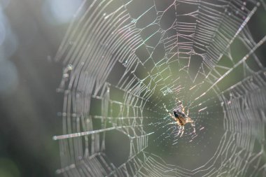 Küçük örümcek web.