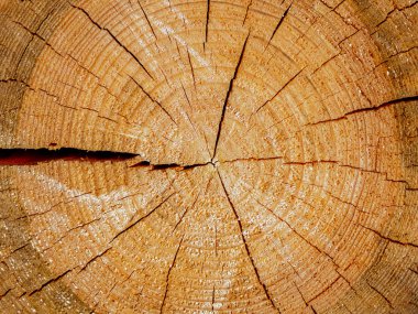 kesilmiş ağaç gövdesi dokusuna