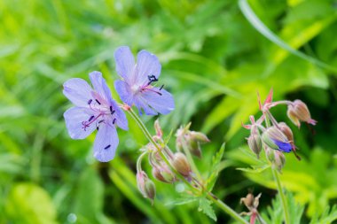Mavi çiçekler, görünümü kapatın