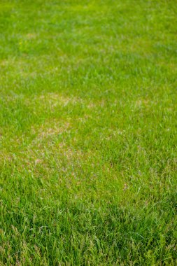 yeşil çayır çimen doku