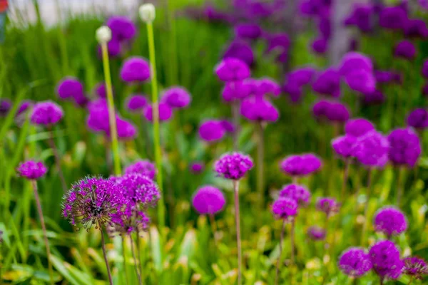 Textur Der Grünen Wiese Mit Violetten Blüten — Stockfoto