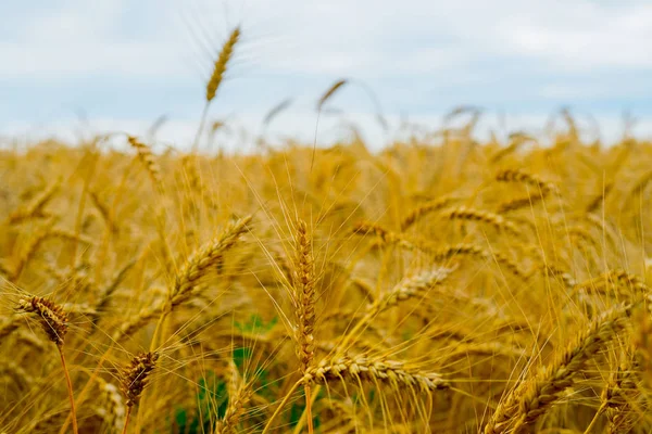 Reife Ähren Auf Dem Feld — Stockfoto