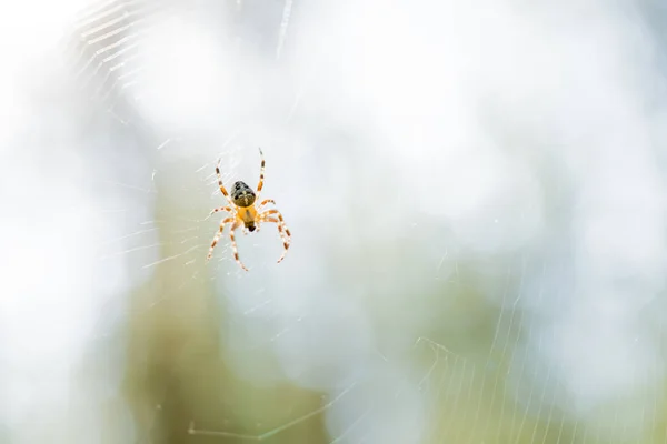 Küçük Örümcek Web — Stok fotoğraf