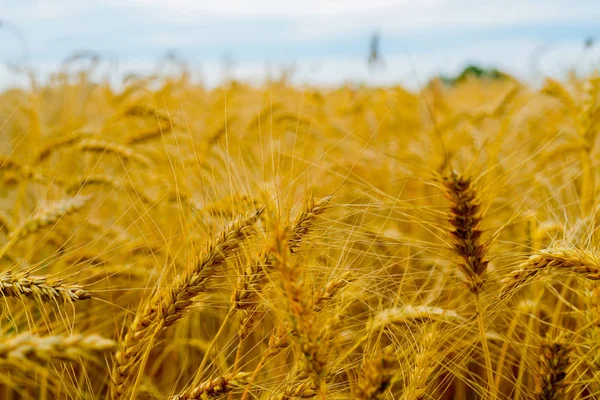 Maturare Orecchie Nel Campo — Foto Stock