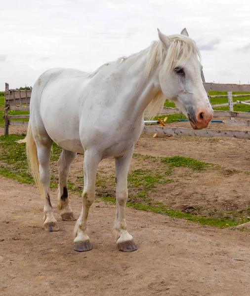 Den Vita Hästen Ett Fält — Stockfoto