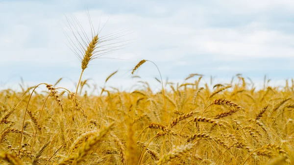 Reife Ähren Auf Dem Feld — Stockfoto