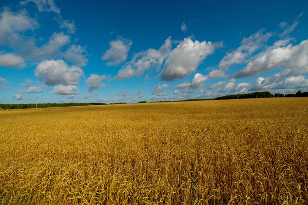 Mogen Öron Fältet — Stockfoto