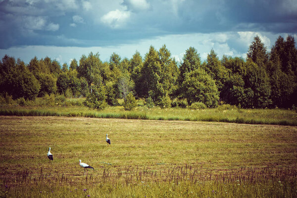 Summer field with storks
