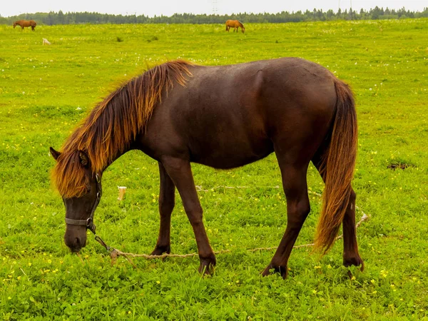 Cavalo Pastando Prado — Fotografia de Stock