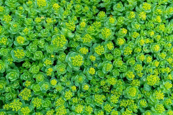 Zöld Dísznövények Háttér — Stock Fotó
