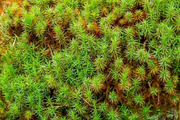 Musgo Verde Floresta — Fotografia de Stock