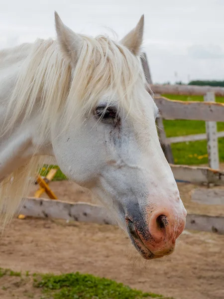 Das Weiße Pferd Auf Einem Feld — Stockfoto