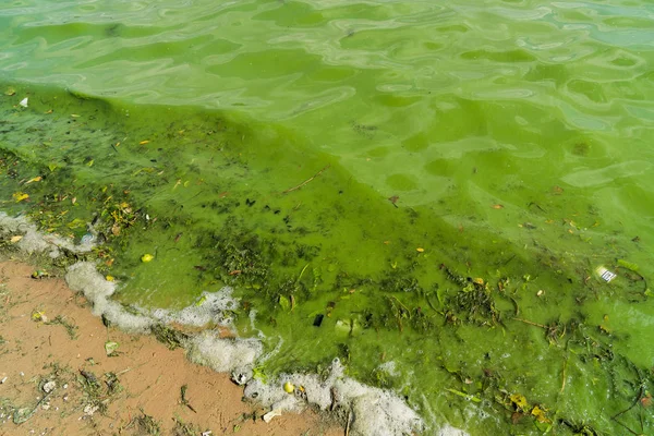 Green Water Environmental Pollution — Stock Photo, Image