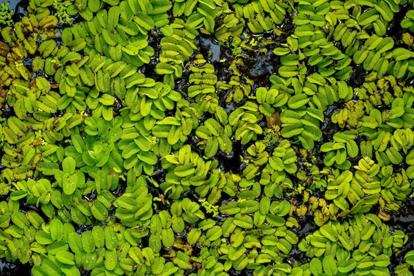 Води Рослина Сальвінія Натанс — стокове фото