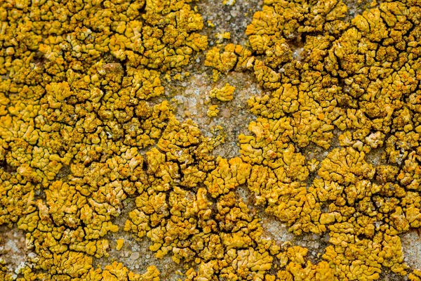 Molde Amarillo Una Pared Piedra — Foto de Stock