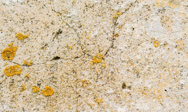 Taştan Bir Duvar Üzerinde Sarı Kalıp — Stok fotoğraf