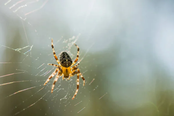 Little Spider Web — Stock Photo, Image