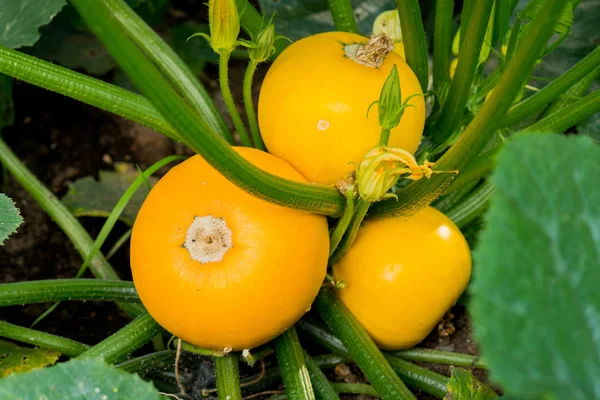 Gele Rijp Pompoenen Een Tuin — Stockfoto