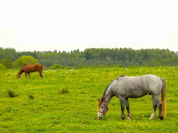 Horse Grazing Meadow — Stock Photo, Image