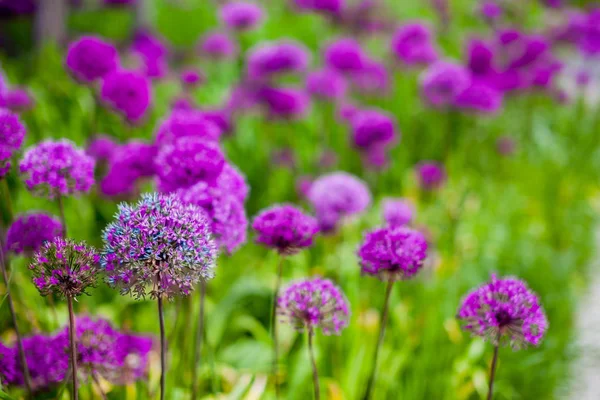 Textur Der Grünen Wiese Mit Violetten Blüten — Stockfoto