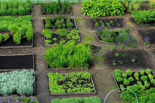 Moestuin Met Groene Planten — Stockfoto