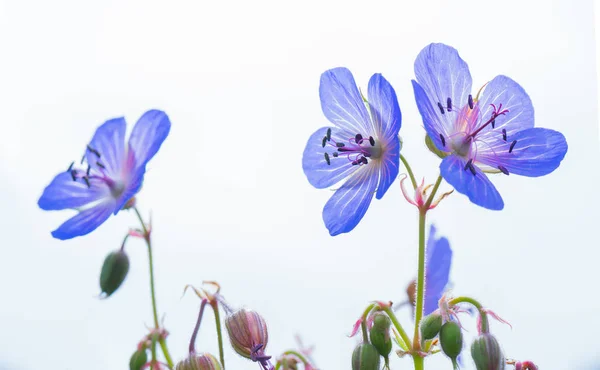 Modré Květy Pohled Plochu — Stock fotografie