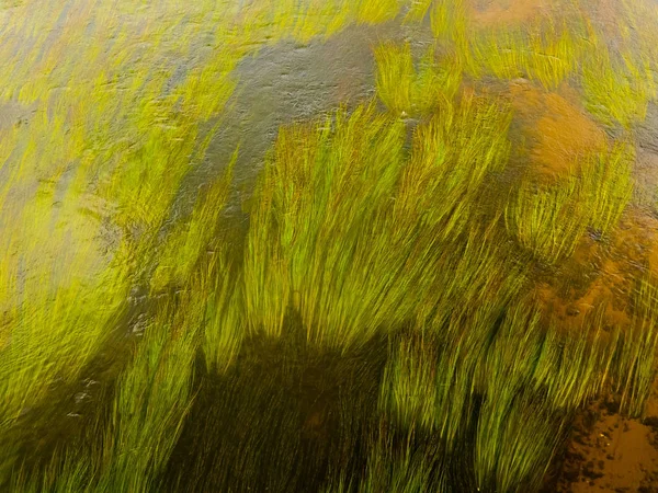 Alghe Nel Fiume — Foto Stock