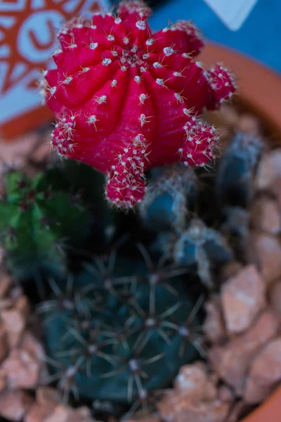 Malý Pichlavý Kaktus Zblizka — Stock fotografie