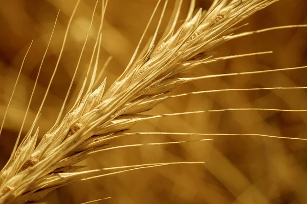 Gula Spike Närbild — Stockfoto